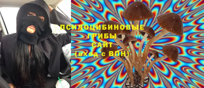 Псилоцибиновые грибы Psilocybe  Бузулук 